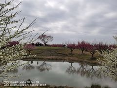 -花开海上生态园