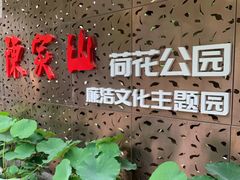 -陈家山荷花公园