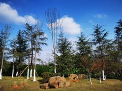 -铁山坪森林公园