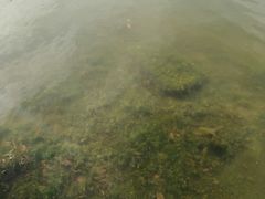 -新江湾城公园