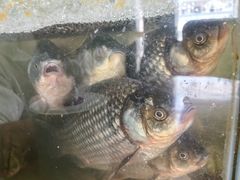 -胡子饮食店