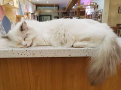 -滚猫咖啡·猫咖·猫友好撸猫(未来城店)