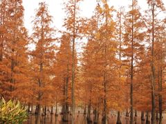 -白鹭湾湿地公园