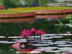 -国家植物园南园