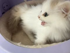 -伟伟宠物医院·瑞派猫友好医院·猫科(光谷店)