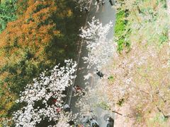 -武汉大学-樱园