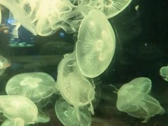 -欢乐海岸海洋奇梦馆