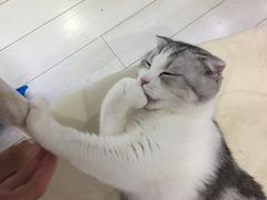 -喵的天空名猫咖啡馆·撸猫·猫舍·用品