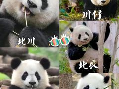 -成都大熊猫繁育研究基地