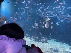 -烟台海昌鲸鲨海洋公园