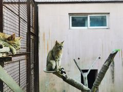 -青藏高原野生动物园