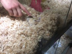 -丹尼斯7天地