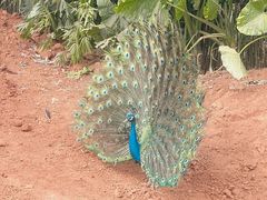 -海南热带野生动植物园