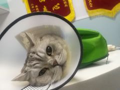 -中农大我爱我爱24h动物医院·中医针灸·猫专科·骨科医疗中心(双井店)