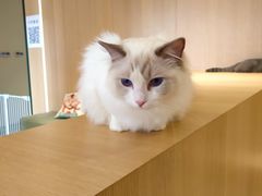-CAT’S MEWSTAR CAFE·喵星球猫屋(晴湾咖啡店)