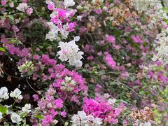 -深圳国际园林花卉博览园