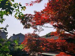 -艺圃