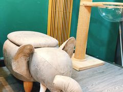 -猫十亿·布偶金渐层·曼基康矮脚猫舍(青年路店)