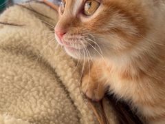 -瑞派·关忠动物医院·猫专科·犬专科(三环新城店)
