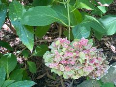 -墨尔本皇家植物园