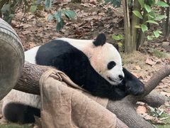 -成都动物园