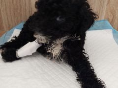 -宠颐生动物医院·心脏科·保险定点(锦阳分院)