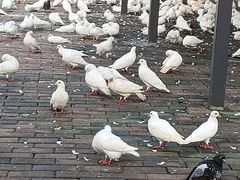 -飞来湖湿地公园