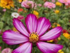 -上海滨江森林公园