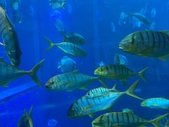 -太平洋海底世界