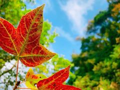-广州市石门国家森林公园