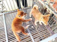-中环花鸟鱼虫市场