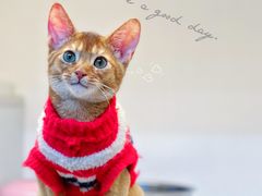 -lincat·猫舍(广州店)