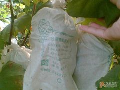 -马陆小张葡萄园农家乐