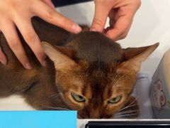 -喜多萌中农锦绣动物医院24H·猫科·牙科MRI·CT