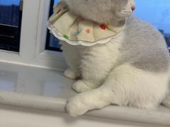 -中农国际动物医院24小时·猫科·骨科·急重症中心