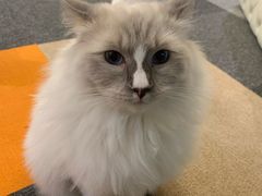-米宠家·撸猫猫咖小萌宠·猫咪洗澡·猫咪寄养(高新大都荟店)