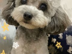 -宠颐生斯嘉宠物医院·急重症·心内科(谷阳北路分院)