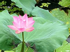 -荔湾湖公园