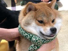 -逗柴咖啡屋·狗咖猫咖宠物桌游
