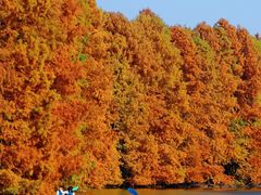 -上海海湾国家森林公园