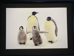 -罗红摄影艺术馆