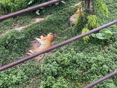 -东莞香市动物园