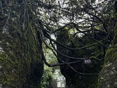 -山王坪喀斯特国家生态公园