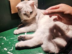 -猫儿山۰猫主题餐厅