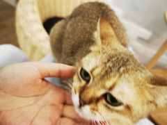 -李小姐の猫咖啡馆(五角场店)