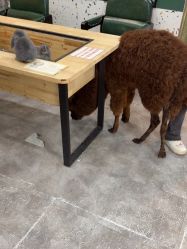 -神奇动物撸宠馆·羊驼·小浣熊·异宠(豫园店)