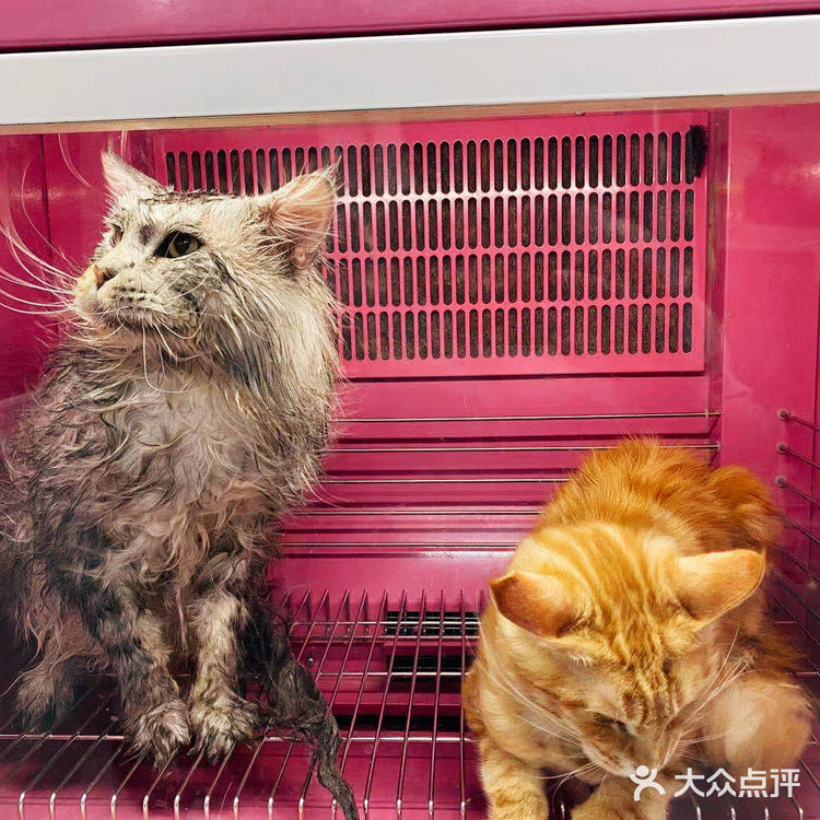 大缅因在烘干箱里被“舒服”彻底打败了