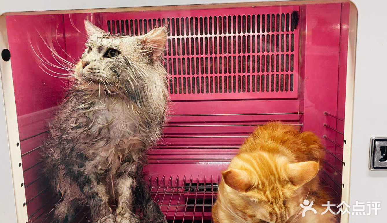 大缅因在烘干箱里被“舒服”彻底打败了