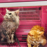 大缅因在烘干箱里被“舒服”彻底打败了