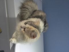 iphone_upload_pic-喵的天空名猫咖啡馆·撸猫·猫舍·用品